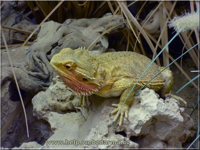 agama