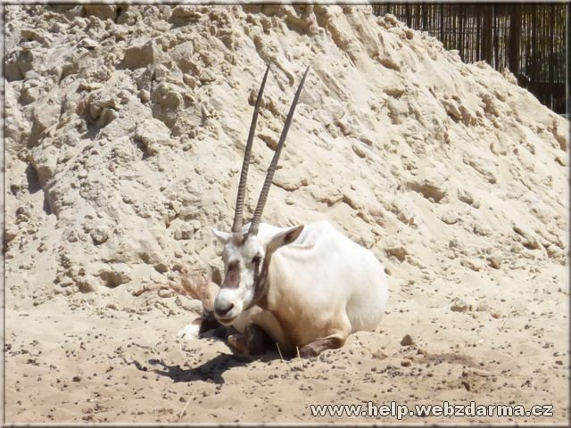 oryx