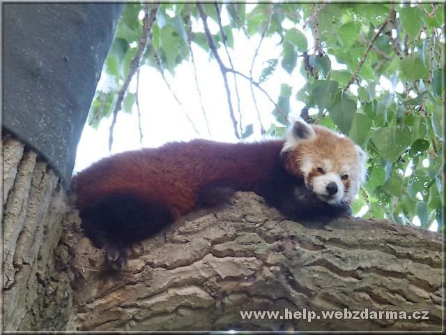 panda