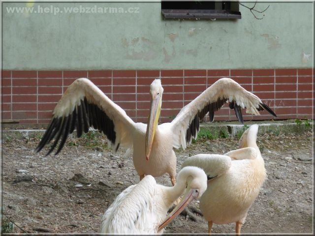 pelikani