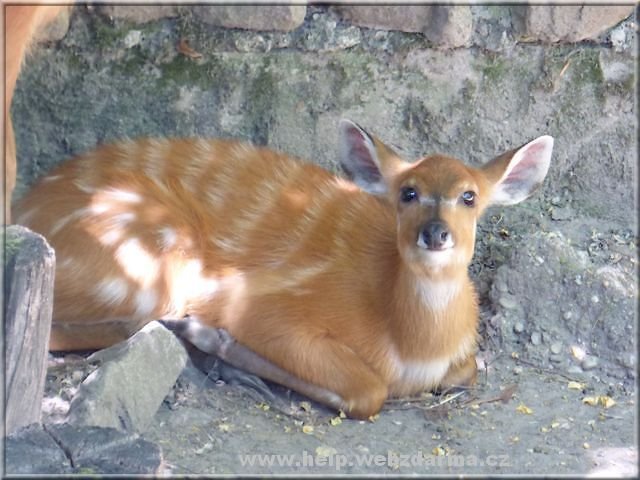 sitatunga