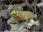agama
