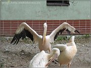 pelikani