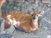 sitatunga