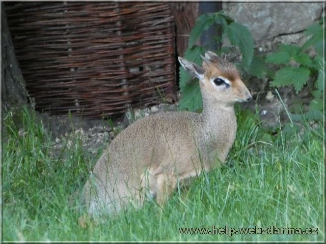 dikdik