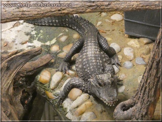 krokodil