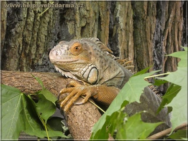 leguan