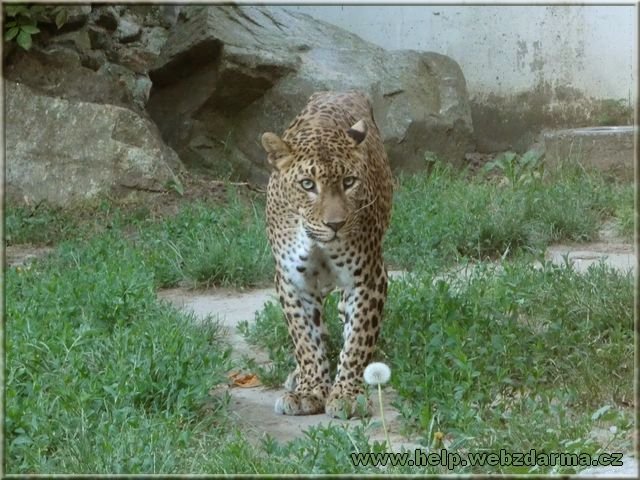 leopard
