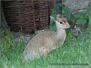 dikdik