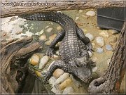 krokodil