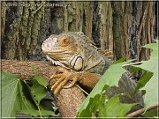 leguan