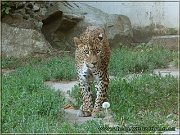 leopard