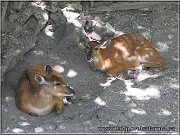 sitatunga