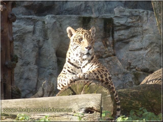 jaguar