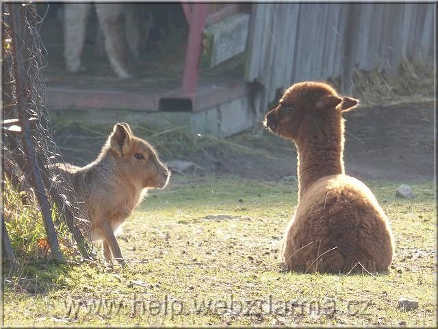 lama