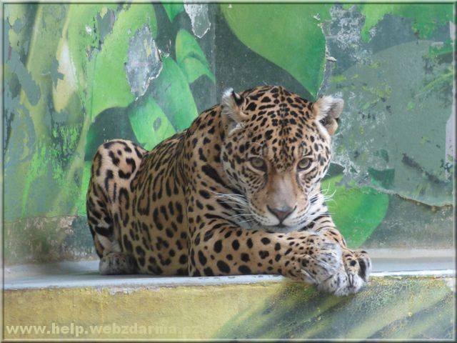 leopard