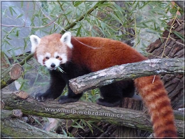 panda