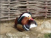 kacicka