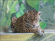 leopard