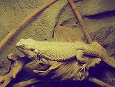 agama