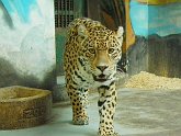 jaguar1