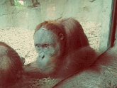 orangutan01