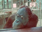 orangutan02