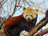 panda01