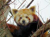 panda03