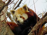 panda04