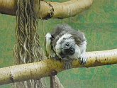 tamarin01