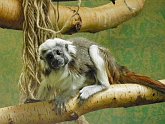 tamarin02