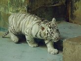tigri03