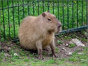 kapybara