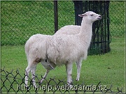 lama