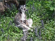 lemuri