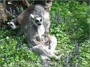lemuri1