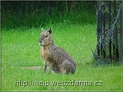 mara