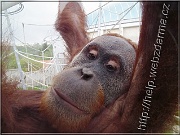 orangutan