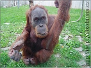 orangutan1