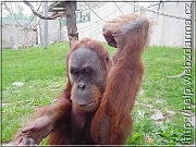 orangutan2
