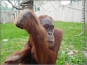 orangutan3