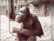 orangutan4