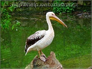 pelikan