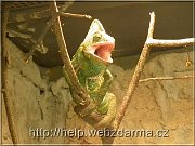 chameleon