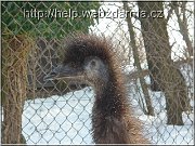emu