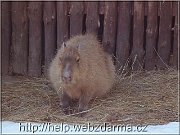kapybara