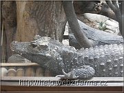 krokodil