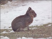 mara