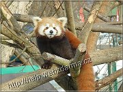 panda1